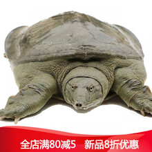 足斤鲜活外塘青黄凶猛大甲鱼包活生态生鲜团鱼王八中华鳖 1g 公甲鱼2.5斤(1.7-2.5斤)