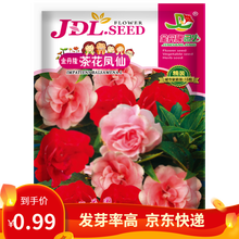 凤鸣雅世 凤仙花种子盆栽重瓣指甲花种子室内外易活四季开花非洲凤仙花种籽内外盆栽花籽室内室外四季种易活 我的花园茶花凤仙花种子 15粒1袋