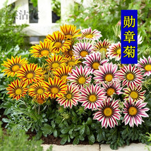 蝶沾花 室外多年生花草花卉种子勋章菊耐寒旱勋章花种子四季种易活耐热花籽非洲太阳花室内阳台庭院盆栽花草 勋章菊种子 200粒