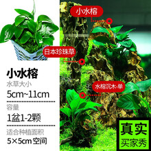 疯狂水草FKSC水草活体鱼缸懒人造景趴地矮珍珠中后景真水草水榕活体水草水族箱装饰莫斯增氧阴性蜈蚣草 小水榕