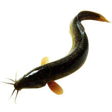 顺丰直达 微山湖泥鳅活体食用泥鳅现杀小青鳅 现杀小号泥鳅(30-40条) 一斤