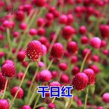 碧鼎 室外耐热旱花卉种子千日紫花种子四季种易活夏季千日红百日红火球花户外绿化花籽庭院阳台盆栽花草种子 千日红种子 1千粒