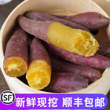爵妃 3/5斤临安天目山小香薯新鲜红薯正宗板栗沙地番薯 5斤 小果