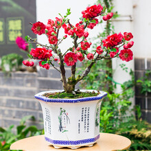 重瓣海棠花苗花卉盆栽盆景老桩室内外观花绿植物庭院阳台四季开花 长寿冠 4年苗分叉多