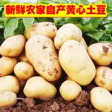 【黄心土豆】山东新鲜大土豆5/10斤批发蔬菜黄皮马铃薯地蛋 9斤净重 当天现挖土豆(150-300克重)