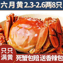 【活蟹】中阳湖大闸蟹鲜活现货 蟹 特大螃蟹  生鲜河蟹鲜活水产 产地直发 六月黄2.3-2.6两 8只