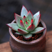 七夕情人节礼物蒂亚多肉植物大株老桩石莲花大号巨型肉含盆栽颗 乌木[大株单头5cm左右] 不含盆