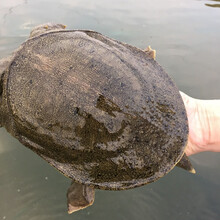 鲜活大甲鱼当天抓散养团鱼王八活体中华老鳖送礼 老鳖2只共3斤