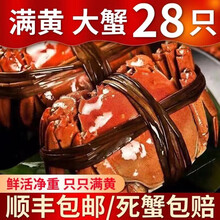 【活蟹】 大闸蟹鲜活 六月黄全公蟹 全母蟹 公母配对河蟹稻田蟹喜鲜德现货大螃蟹螃蟹河蟹 六月黄 3.5-3.2两/只 28只
