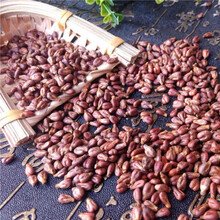 新货葡萄籽粉 葡萄籽  现磨葡萄籽粉面膜粉 500g