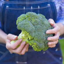 寿禾西兰花种子青花菜蔬菜种籽有机绿菜花寿光春秋季青菜菜籽 桔西亚种子100粒/袋