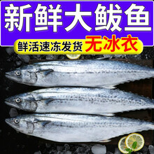 【冲量】鲅鱼批发马鲛鱼新鲜肉馅整条青占鱼特大燕鲐鲅鱼鲭鱼 鲜露哒 5斤大号鲐鲅鱼【冷链 速达】