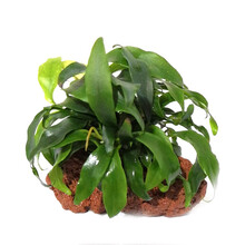 美人雾 鱼缸水族箱造景装饰真火山石水草活体懒人草造景活水草 单头瓦里斯火山石