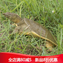 2斤生态外塘中华鳖大甲鱼活鲜活食用生鲜活物团鱼老鳖青黄背 2-2.3斤甲鱼一只 1000g