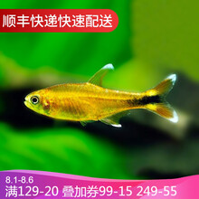 鱼官儿 灯鱼活体淡水鱼热带鱼宝莲灯观赏鱼草缸小型灯科鱼 迷你灯10条