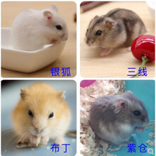 买1送8小仓鼠活物布丁紫仓三线金丝熊宝宝宠物幼崽活体一对情侣 布丁和三线(下单备注性别)