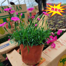 欧石竹小苗欧石竹粉贝草坪花苗初吻庭院室外花卉盆栽四季开花好养耐寒花卉-融暖 欧石竹  粉贝 一盆装(简易盆)