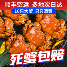 【活蟹】觅味鲜大闸蟹26只3.5-3.0两六月黄新鲜大蟹螃蟹鲜活生鲜湖蟹现货河蟹配礼盒 【12只】六月黄3.5-3.0两