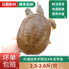 2.5斤大甲鱼外塘放养活体中华鳖王八滋补脚团鱼新鲜送礼