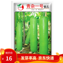 凤鸣雅世  南雁早生瓠瓜种子春夏秋四季蔬菜种子口味好蒲瓜食用瓠子瓜菜葫芦种子食用甜瓠瓜菜葫芦种孑爬藤 青杂一号瓠瓜种子10克 瓠瓜