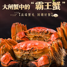 【活蟹去绳净重】宿有千香大闸蟹洪泽湖六月黄大闸蟹生鲜现货鲜活螃蟹礼盒生鲜骆马湖河蟹实物6月黄促销 6月黄（1.1-1.3两）12只