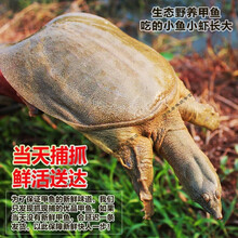 外湖野养生态甲鱼/中华鳖/王八/团鱼老鳖 现货鲜活水产 鲜活甲鱼4-4.3斤
