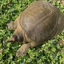 公雄大甲鱼鲜活活体食用团鱼海鲜鲜活王八中华鳖营养老鳖 诺斯食美 足4斤【整箱】内2只 亏本