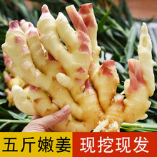 悠妃 鲜姜嫩姜生姜新鲜现挖现发山东红芽姜糖醋泡姜仔姜子姜1/3/5/9斤 1000g