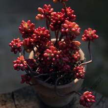 七夕情人节礼物蒂亚多肉植物大株老桩石莲花大号巨型肉含盆栽颗 虹之玉锦[6-10头伪群小桩] 不含盆