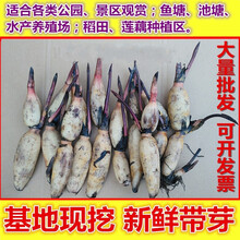 玫瑰情缘高产藕食用莲藕种苗藕种观赏荷花池塘种藕水培稻田鱼塘深水浅水藕 南斯拉夫雪莲食用藕【炒菜脆甜】 裸根不带土