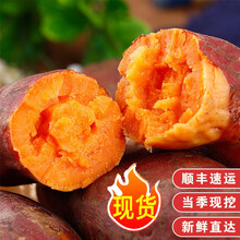 现货速发 龙九红蜜薯 农家番薯 沙地糖心小香薯 5斤 手挑精选