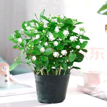 紫兮澜 茉莉花盆栽花卉观花植物室内阳台四季种植花苗开花浓香型好养易活老桩绿植净化空气  茉莉花10-12颗【原盆原土】 种好发货