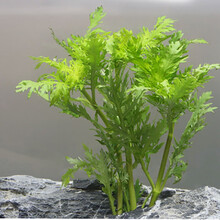 美人雾 水草活体懒人草鱼缸造景有茎类水榕中后景真水草小鱼缸造景  水罗兰（5只一组）（大小叶随机发货）