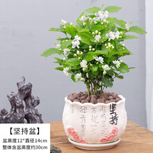 紫兮澜 茉莉花盆栽花卉观花植物室内阳台四季种植花苗开花浓香型好养易活老桩绿植净化空气 茉莉花10-12颗【坚持盆】 种好发货