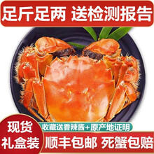 【活蟹】蟹品煌大闸蟹现货 大蟹 鲜活特大蟹 六月黄大闸蟹超大活蟹螃蟹全公母活鲜生鲜实物 水产礼盒装 六月黄 2.5-2.8两 12只