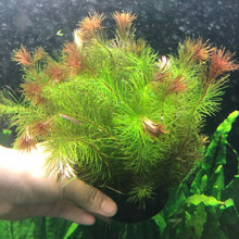 坨草鱼缸草缸装饰淡水造景懒人真水草新手入门级增氧活体无需底沙 越南百叶大坨