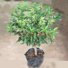 唯友 夜来香 夜来香花树苗盆栽植物夏季阳台庭院室外绿植 5年苗 不含盆