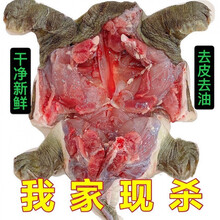 甲鱼现杀批发外塘生态老鳖食用王八真空包装新鲜去皮去膜去油 宰杀好净重【0.7-0.9斤】两只 宰杀去膜去内脏去油脂封包后上称的重量