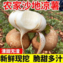 广西凉薯现挖新鲜蔬菜水果农家自种白地瓜豆薯番薯5/9斤 9斤中大果【精选装】