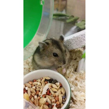 天弗宠具 小仓鼠活物布丁紫仓三线金丝熊宝宝宠物幼崽活体一对情侣（买冰袋才发货） 三线1只(下单备注性别)