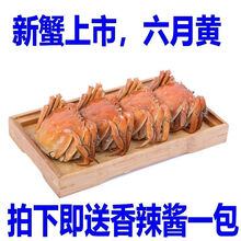 清水红膏大闸蟹公4.2母3.2鲜活现货螃蟹特大全母蟹两湖蟹可全公 六月黄2.3-2.6两12只