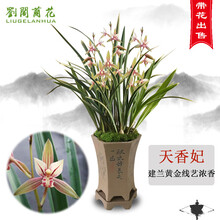 南靖刘阁兰花苗 建兰黄金大金边艺 天香妃 现带花苞室内室外绿植兰草花卉盆栽 8苗连体带3花