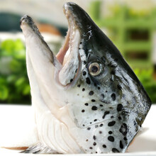 三文鱼头三文鱼头煲汤烧烤新鲜三文鱼边角料冷冻速冻真空包装