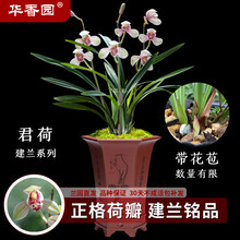 华香园兰花 君荷 建兰八大名品之一 兰花苗 浓香型 不带花苞办公室内盆栽盆景耐阴绿植绿植盆栽花卉 君荷3苗连体裸根 带花苞