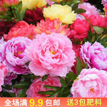 牡丹花种子洛阳花富贵阳台花盆栽庭院耐寒多年生四季种植观花种籽杭情 混色牡丹花种子100粒+3包肥料