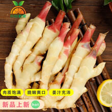 （顺丰速发） 2021年新鲜山东红芽嫩姜 生姜子 泡姜 黄姜 500g