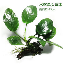 水族箱鱼缸装饰活体水草绿菊金鱼藻蜈蚣草羽裂坨草水榕沉木造景 小水榕+沉木