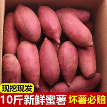 5斤西瓜红红薯农家沙地自种糖心流油红心烤地瓜当季新鲜蔬菜无丝超甜板栗山芋10斤 5斤装
