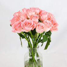 磐阙 上新【顺丰】云南昆明玫瑰花真花鲜花批发基地直发办公室水养插花新品 戴安娜8支+送2支（损耗）