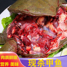 现杀甲鱼  外塘野养   老鳖  王八真空包装 海鲜水产   智维理克 外塘散养甲鱼(青黄背)活体 【顺丰】1.8斤现杀真空包装